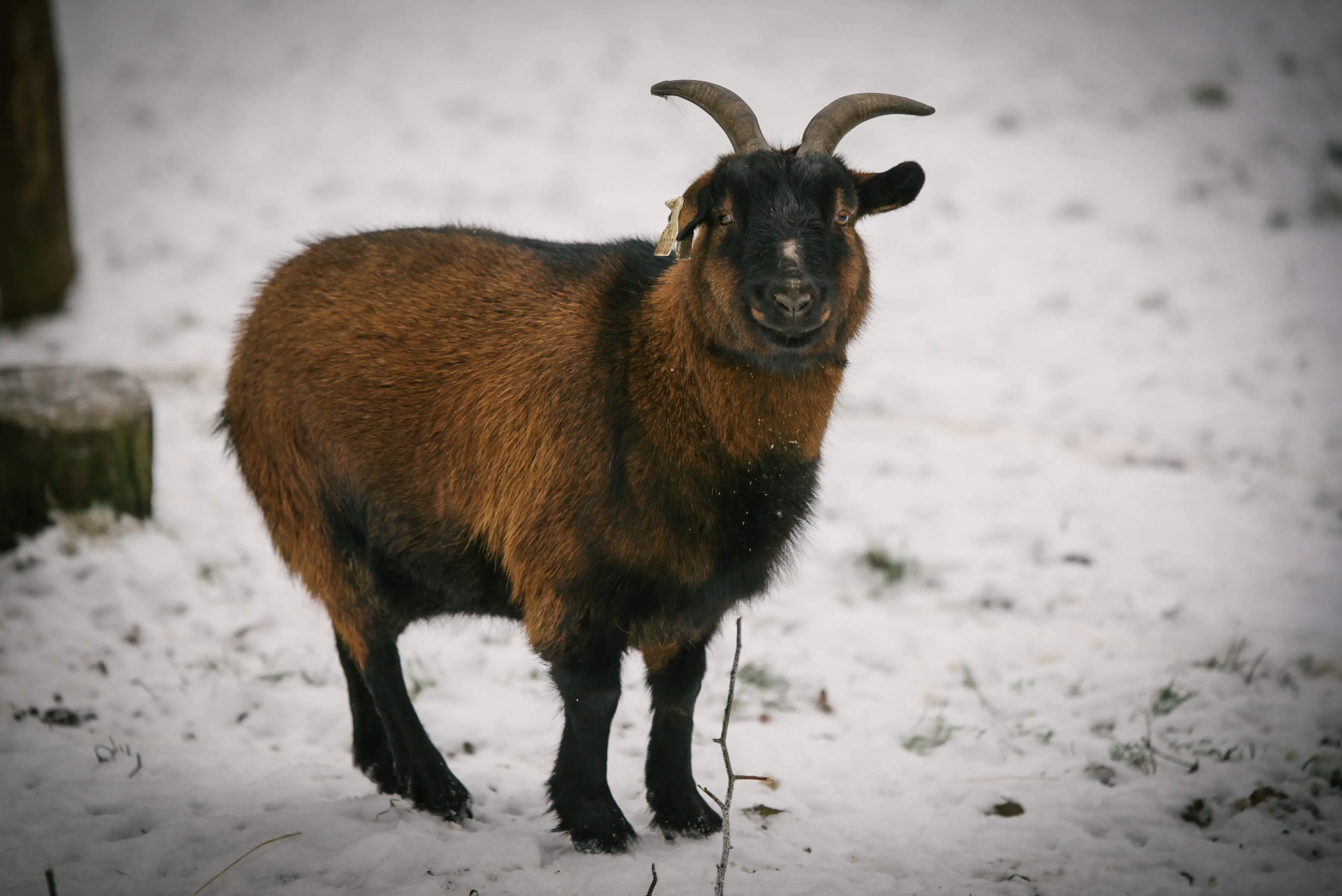 Cameroon goat Karamelka - Image 3