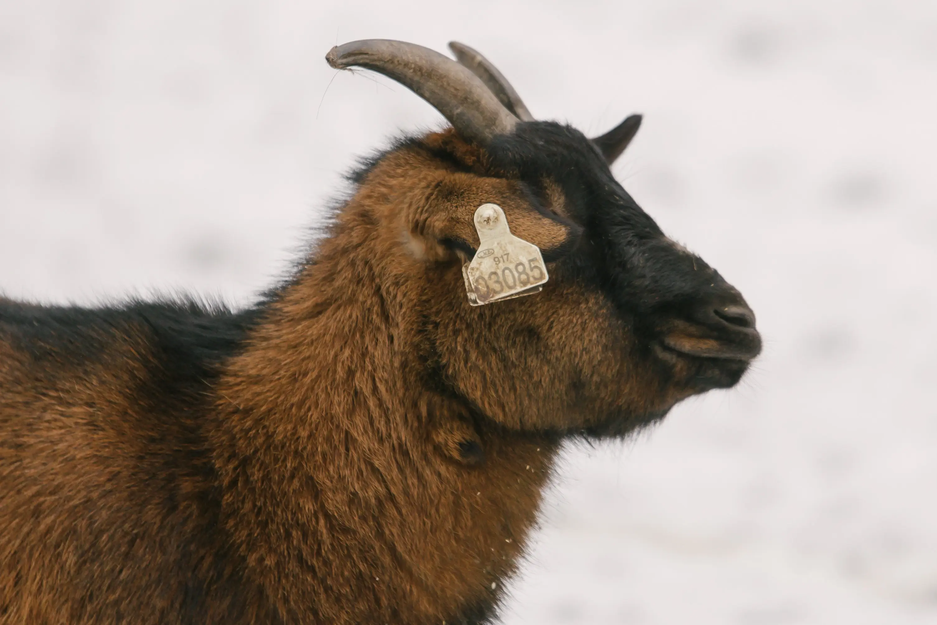 Cameroon goat Karamelka - Image 2