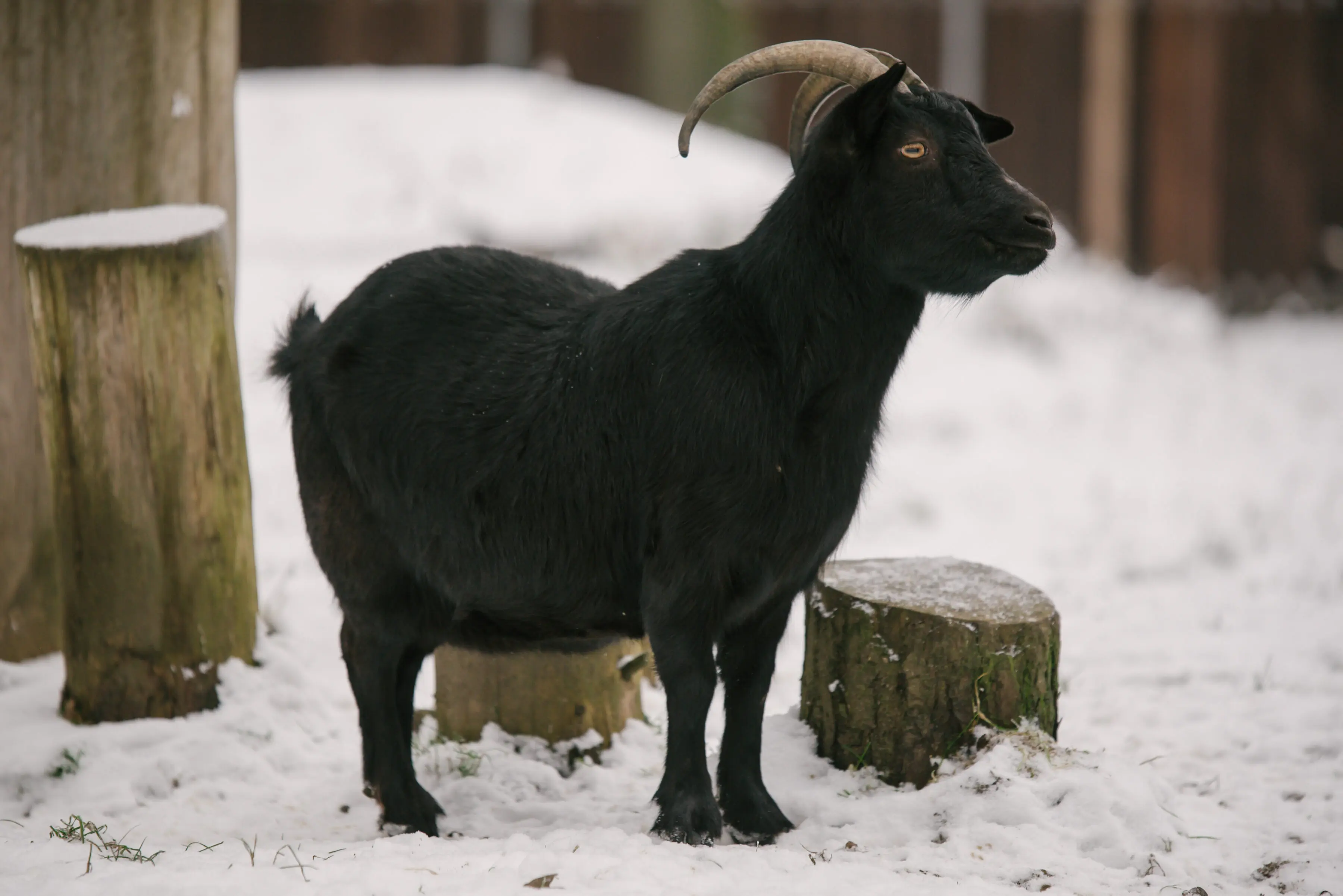 Cameroon goat Čertice - Image 2