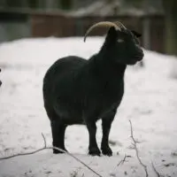 Kamerunská koza Čertice - Obrázek 3