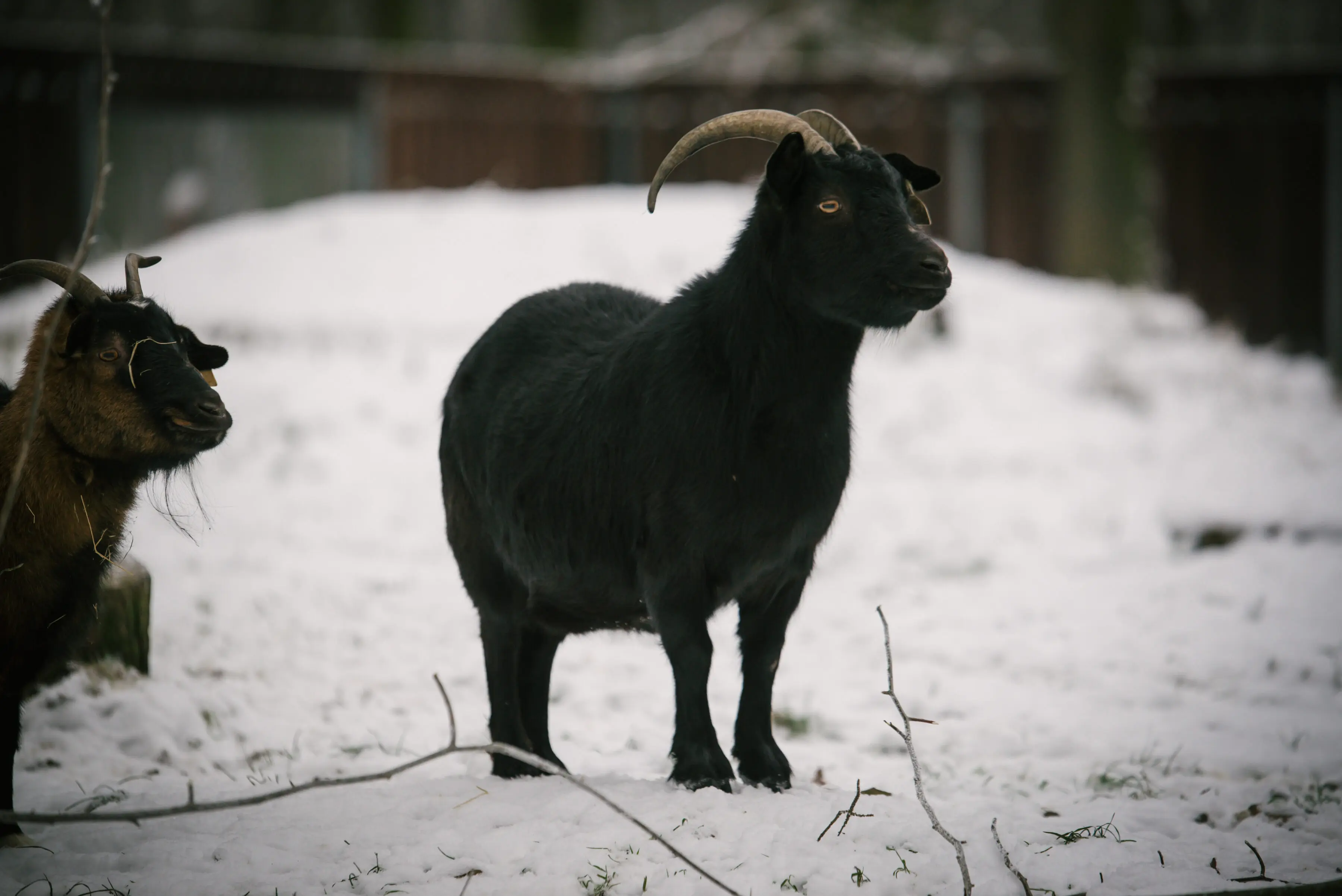 Cameroon goat Čertice - Image 3