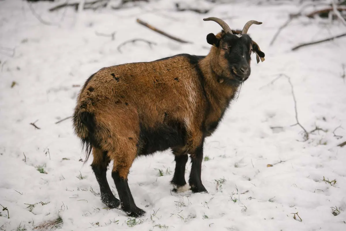 Cameroon goat Čokoláda - Image 2