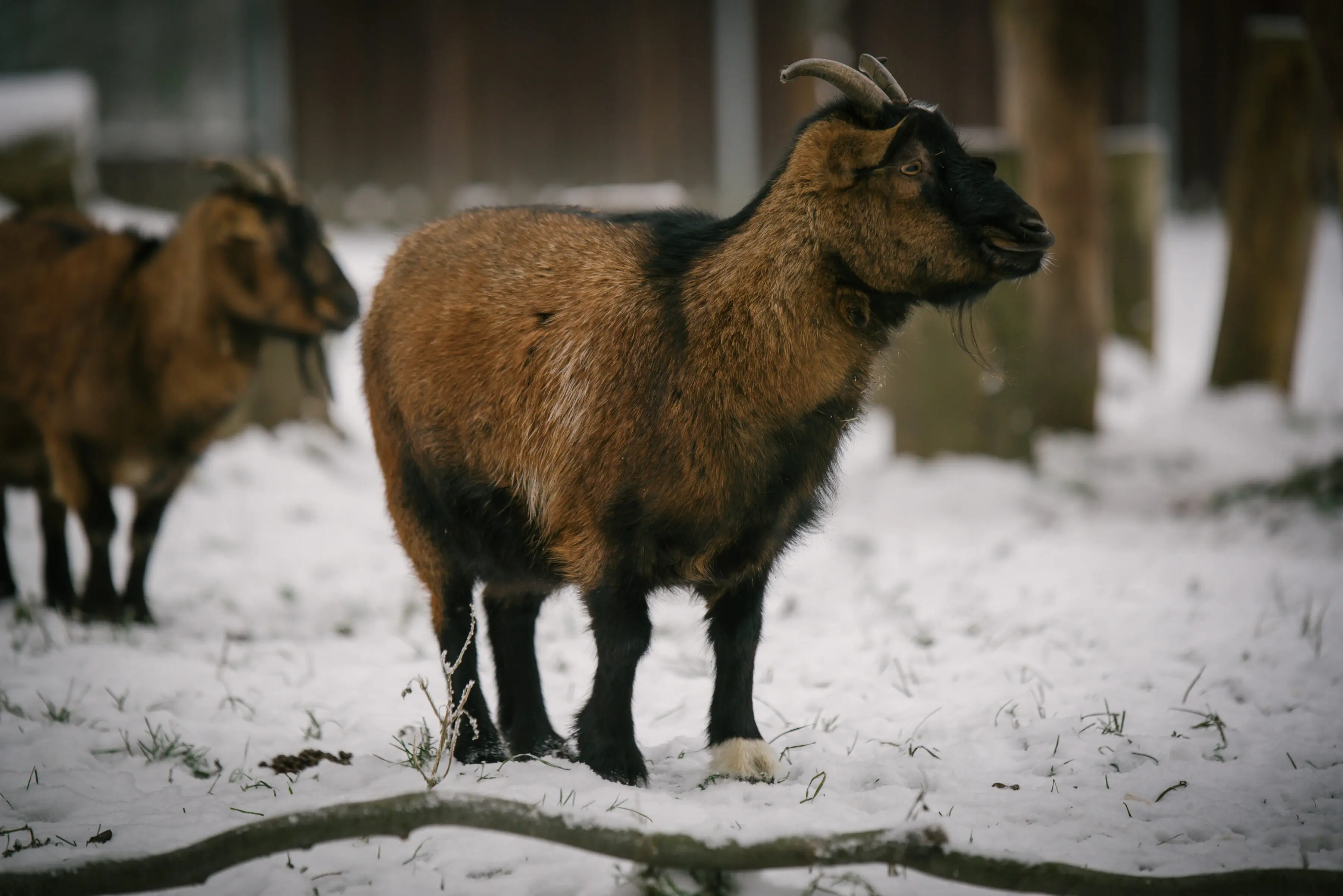 Cameroon goat Čokoláda - Image 3