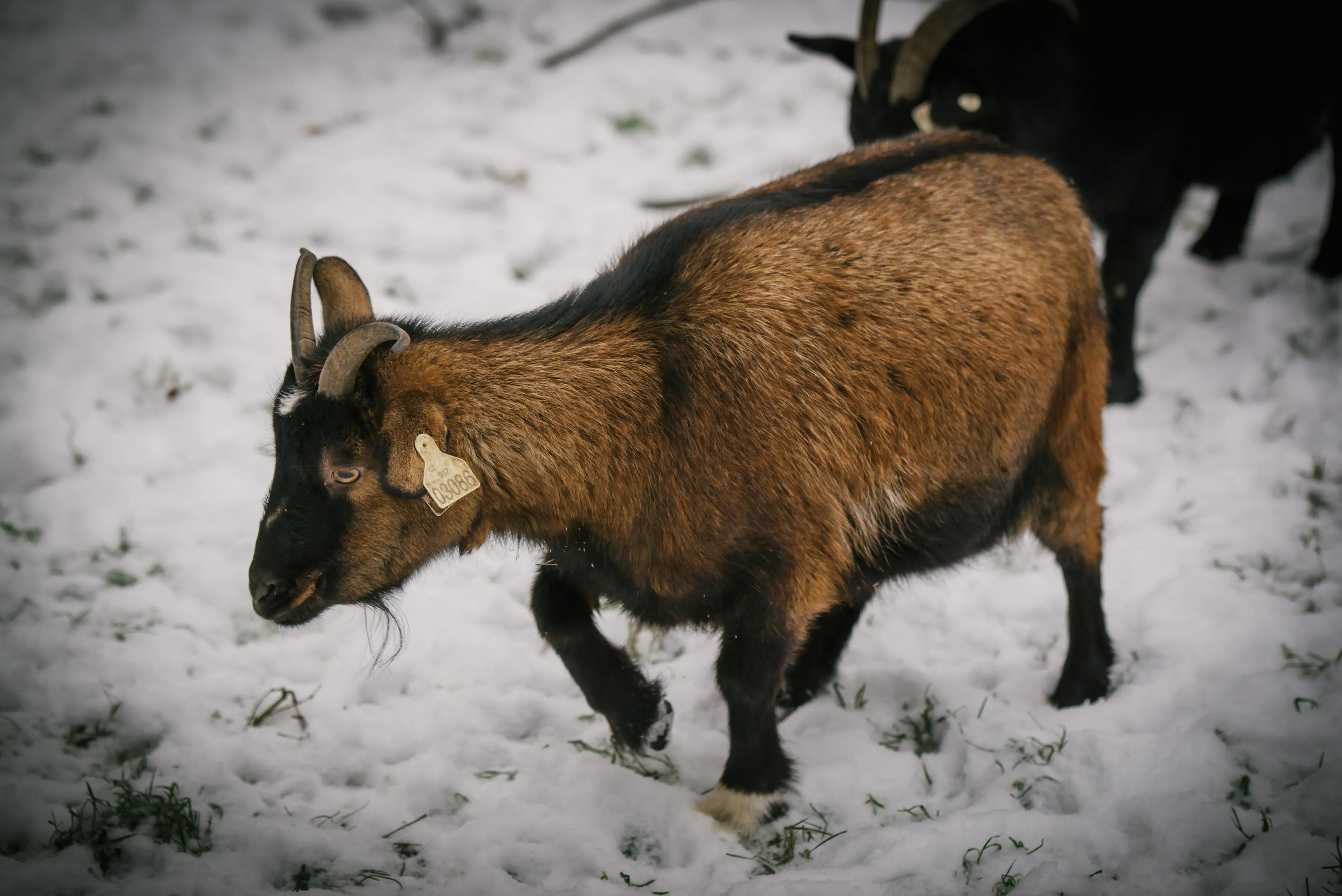 Cameroon goat Čokoláda - Image 4