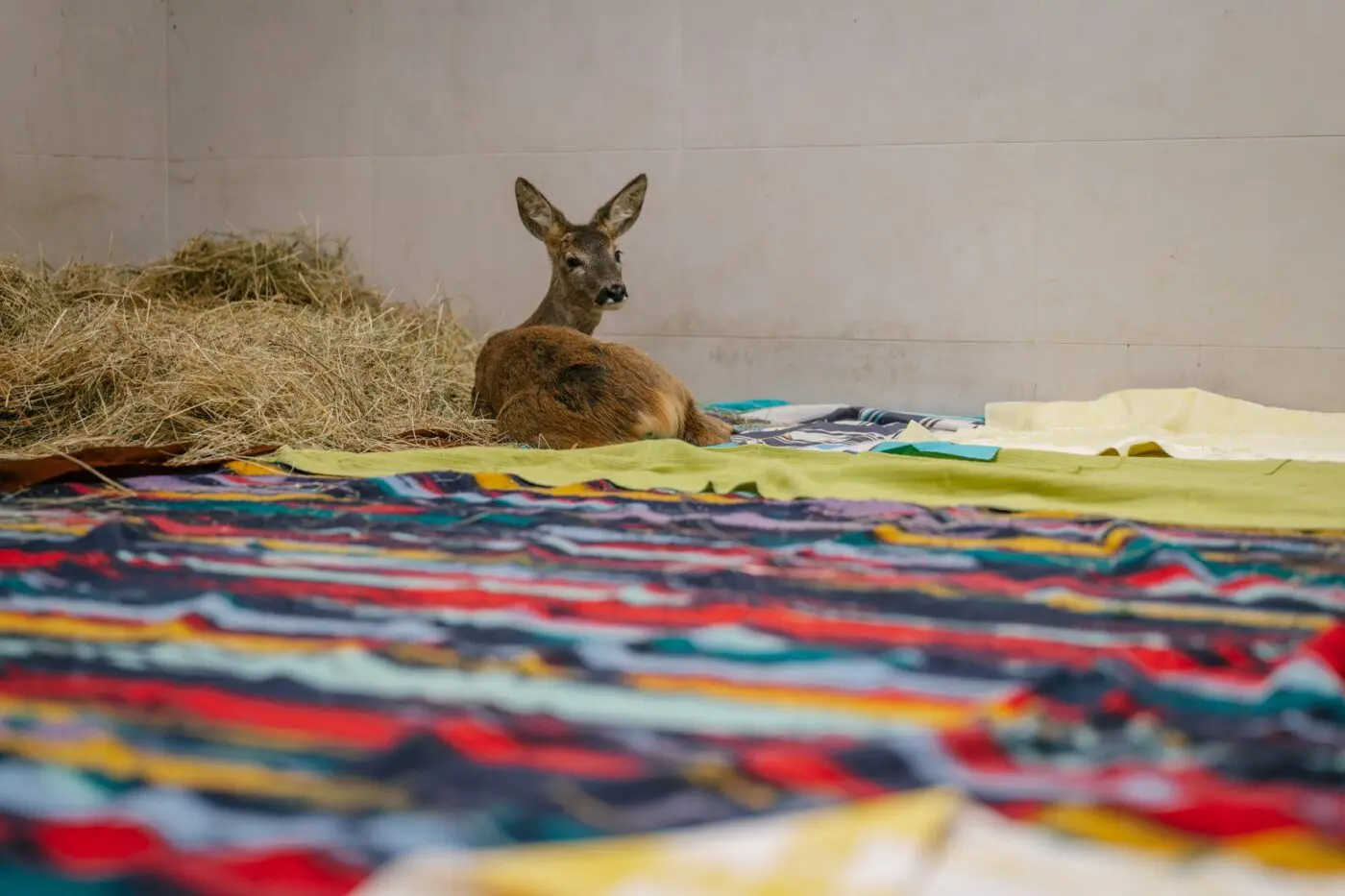 Srna na textilní podestýlce