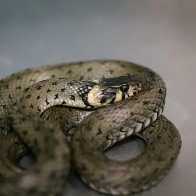 Užovka ze hřbitova