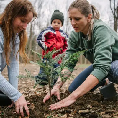 Den pro jedličku už se blíží. Věnujte jim budoucnost a vysaďte je s námi do lesa
