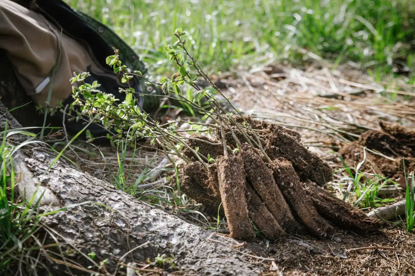 Do stávajících lesů na jaře přijde přes 26 tisíc sazenic dubů, 7,5 tisíce buků, 5 tisíc lip a dalších dřevin. Z jehličnanů vysadíme nejvíce borovice (7 tisíc a jedle (5 tisíc).