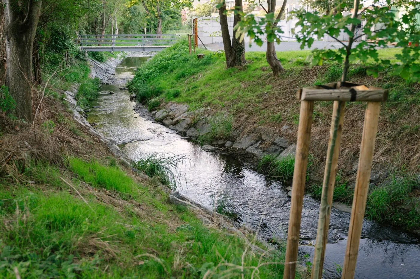 Podél potoka jsme vysadili nové stromy.