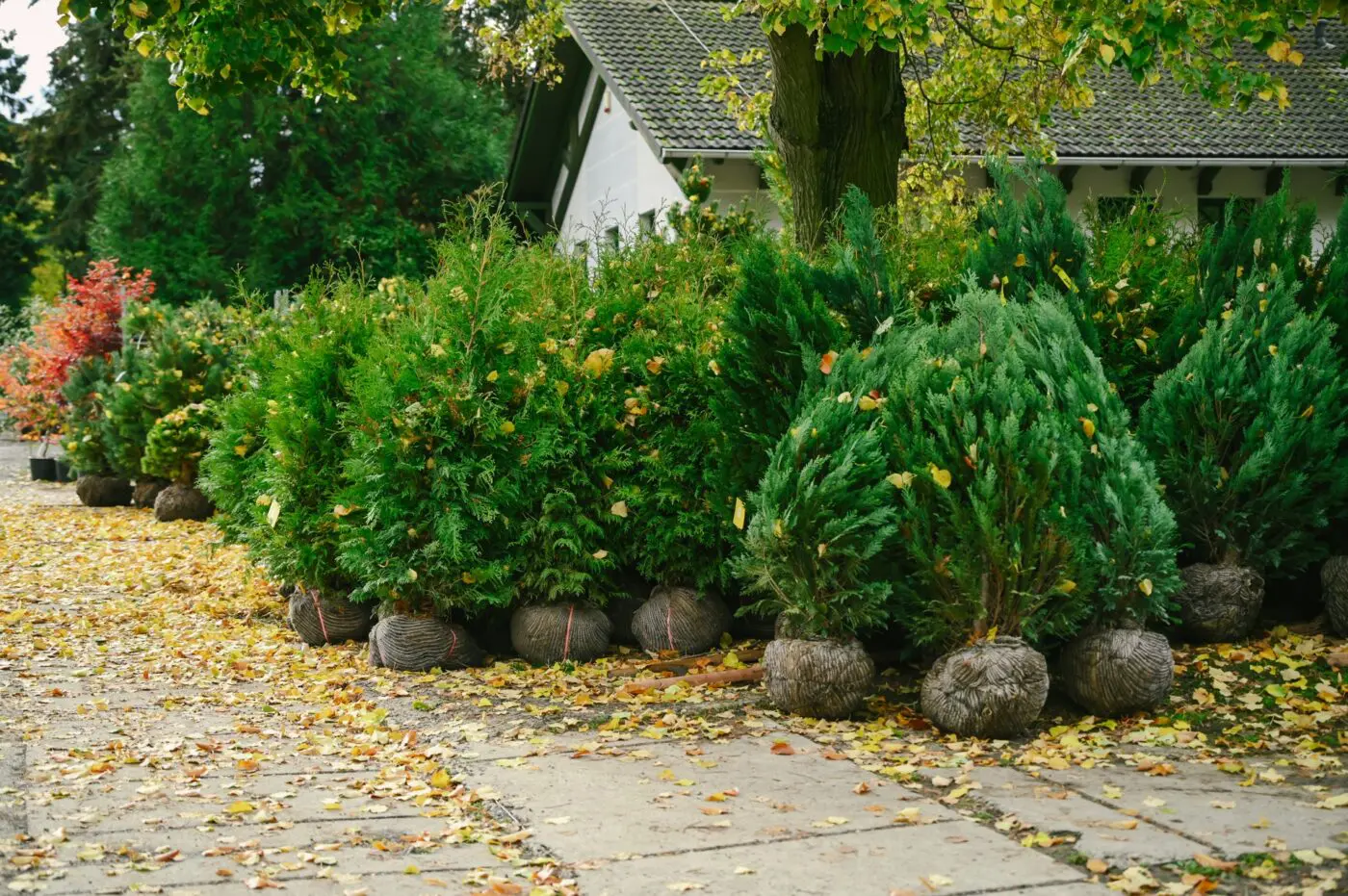 Čas zakořenit. Zpomalte a nechte růst