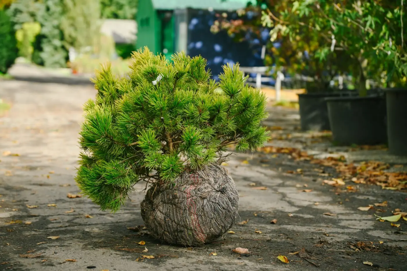 Kořenový bal chrání kořeny při přesunu z pěstební plochy na nové místo.