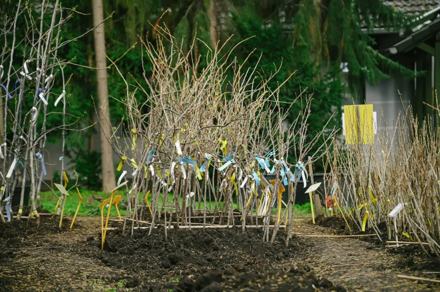 Rostliny z ďáblických pěstebních ploch míří z půdy do půdy.