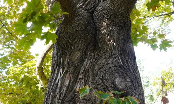 č. 18 – Struktura kůry