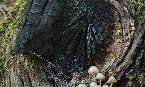 č. 33 – Ohořelý pařez