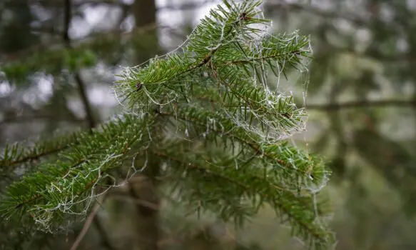 č. 34 – Přípravy na Vánoce