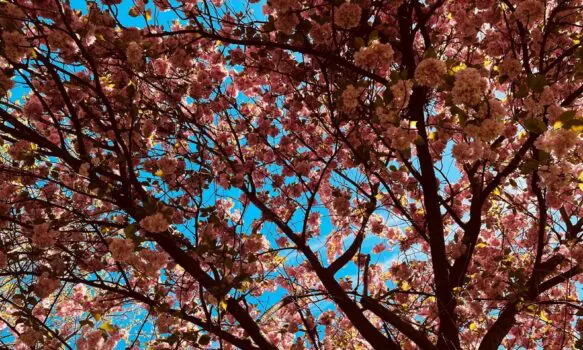 č. 42 – Pink is the new green