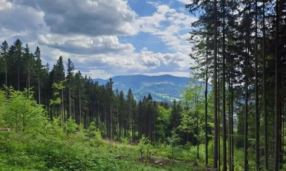 č. 49 – Ticho mezi stromy