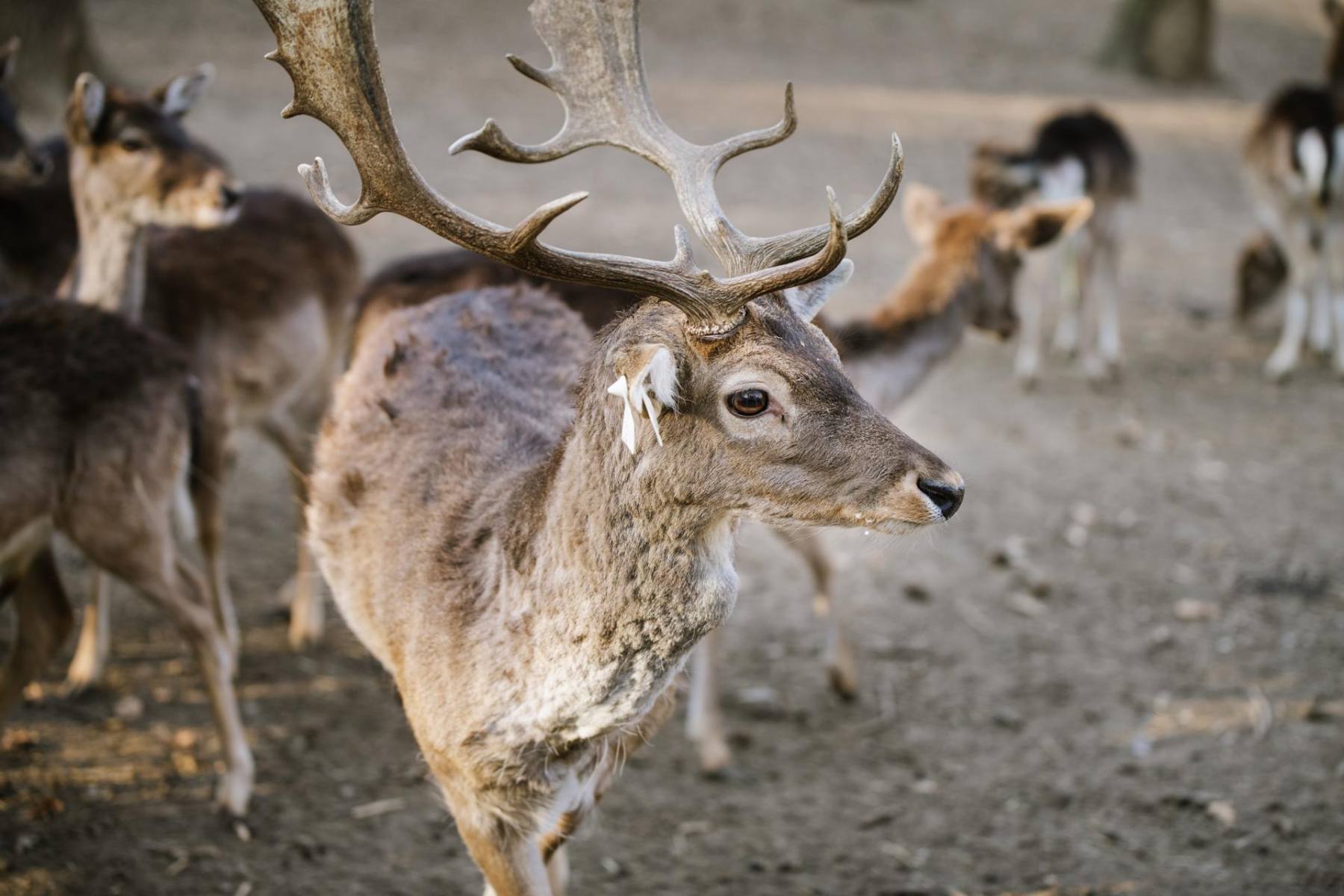 Fallow deer – Eliot and the two Black Sisters - Image 2