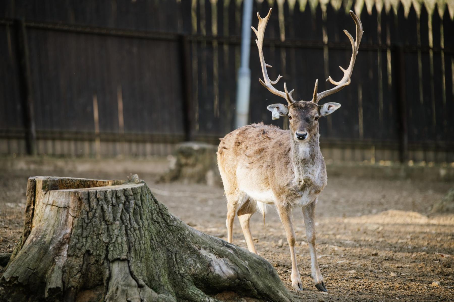 Fallow deer – Eliot and the two Black Sisters - Image 4
