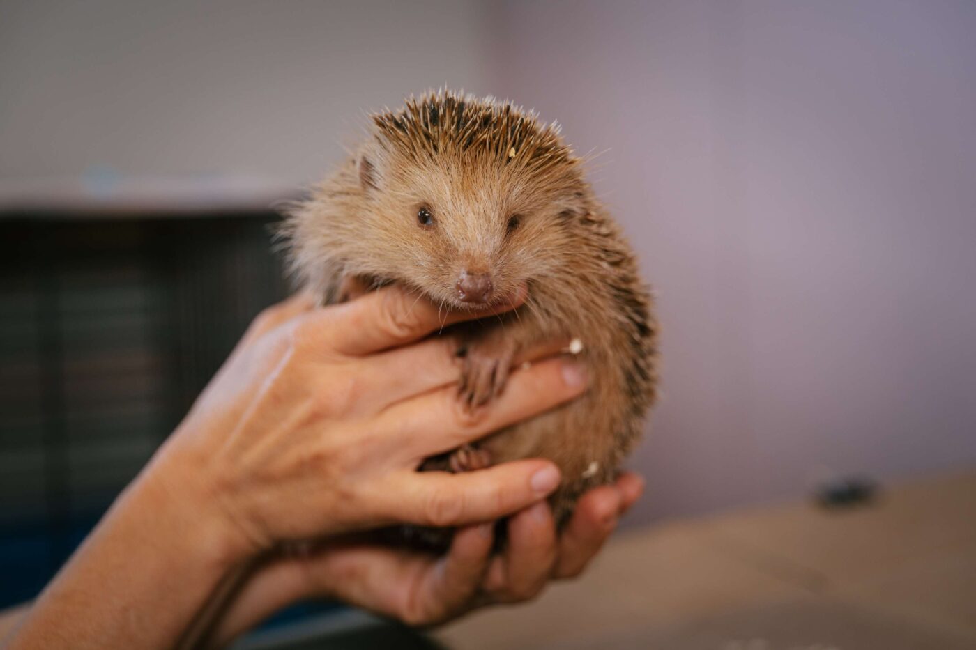 Ježci jsou jednou z našich nejpočetnější skupinou pacientů